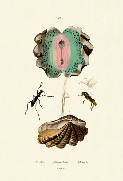 Almeja gigante, 1833-39 de French School